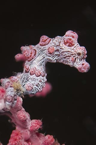 Pygmy Seahorse