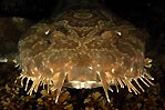 Wobbegong Shark Portrait