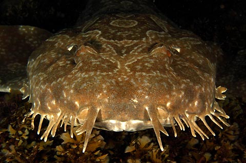 Wobbegong Shark Portrait