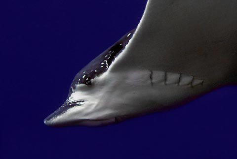 Eagle Ray portrait