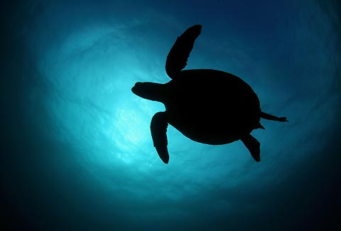 Green Sea Turtle Silhouette