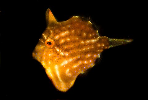 Pygmy Leatherjacket