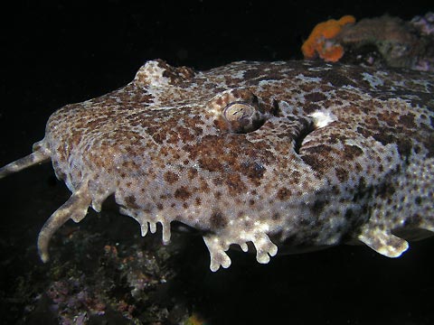 Wobbegong