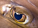 Shovelnose Ray Eye at Night