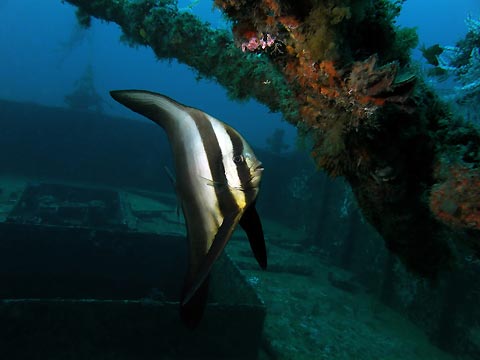 Guarding the Alma Jane