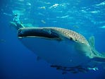 Whaleshark Blues