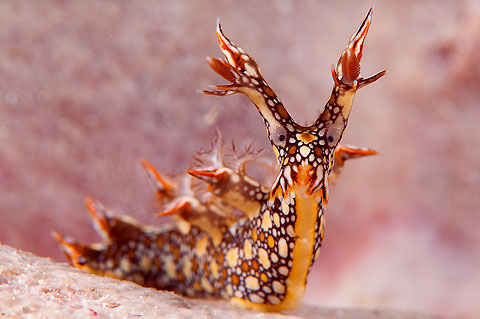 Bornella anguilla