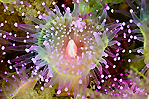 Jewel Anemone