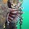 Lionfish