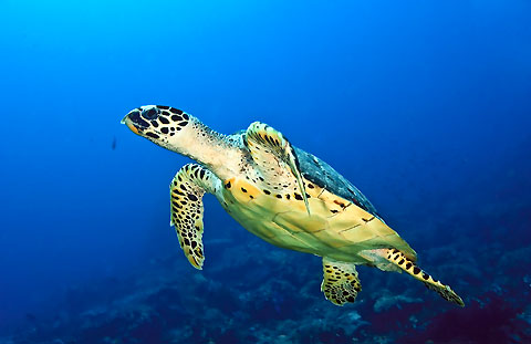 Hawkesbill Turtle