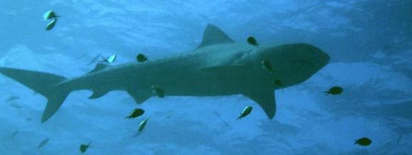 Tiger Shark (Galeocerdo cuvier ) at Cocos (Keeling) Islands