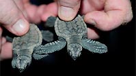 Mon Repos Turtle Rookery