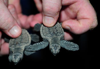 Loggerhead Turtle Hatchlings at 'Mon Repos', Bundaberg, Queensland, Australia.