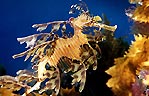 Leafy Sea Dragon