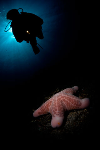 Sangut Santoso with a nicely composed shot 'What about a nap?' taken at Tulamben Bali.