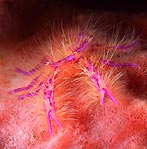 Pink Squat Lobster