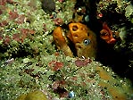 Green Moray