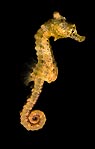 Swimming Seahorse