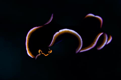 Flatworm