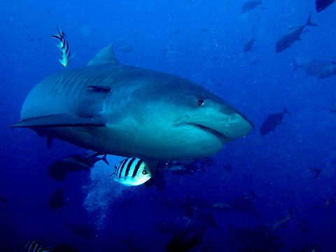 Fijian Tiger Shark