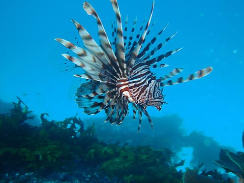 Lionfish