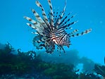 Lionfish