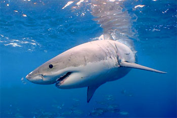 Great White Shark - photographed by underwater australasia member Daniel Norwood