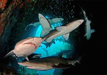 Grey Nurse Shark - photographed by underwater australasia member Peter Hitchins