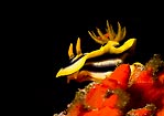 Josh's Chromodoris