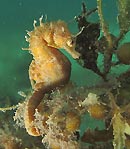 Short-head Seahorse