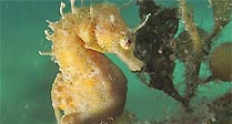 Short-head Seahorse