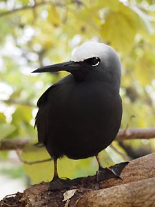 Black Noddy a plenty, Heron Island. Heron Island Resort, Australia