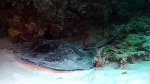 Cow-tail Rays are a common sight at Heron Island. Heron Island Resort, Australia