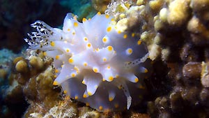 Halgerda - a chunky nudibranch, Heron Island. Heron Island Resort, Australia