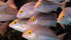 A school of Hussar, Heron Island. Heron Island Resort, Australia.