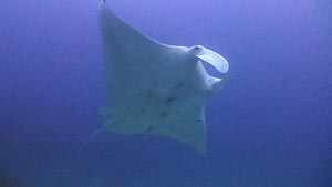 Manta Ray, Heron Island. Heron Island Resort, Australia