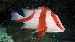 Red Emperor, Heron Island. Heron Island Resort, Australia