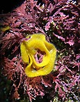 Nudi Eggs - Hypselodoris bennetti