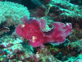 Leaf Scorpionfish ?