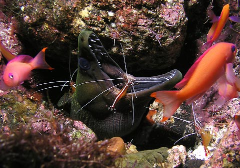 Moray Shrimp