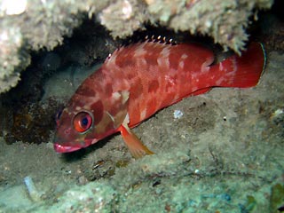 Red-Barred Rockcod