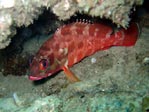 Red-Barred Rockcod