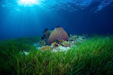 Magical seagrass