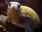 Green Turtle, Chelonia mydas