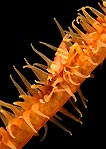 Zanzibar Shrimp