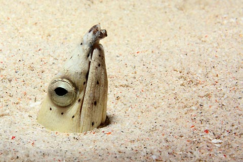 Snake Eel