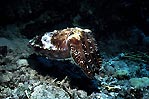 Cuttlefish