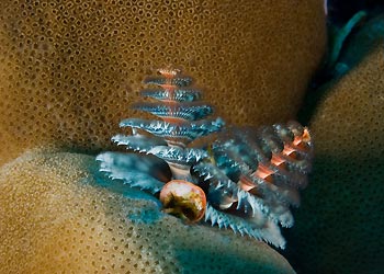 Christmas Tree Worm at Christmas Island, Australia