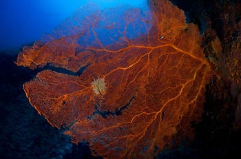 A beautiful red Gorgonian Fan at Christmas Island, Australia