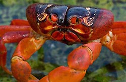 Red Crab Spawning - Christmas Island, Australia